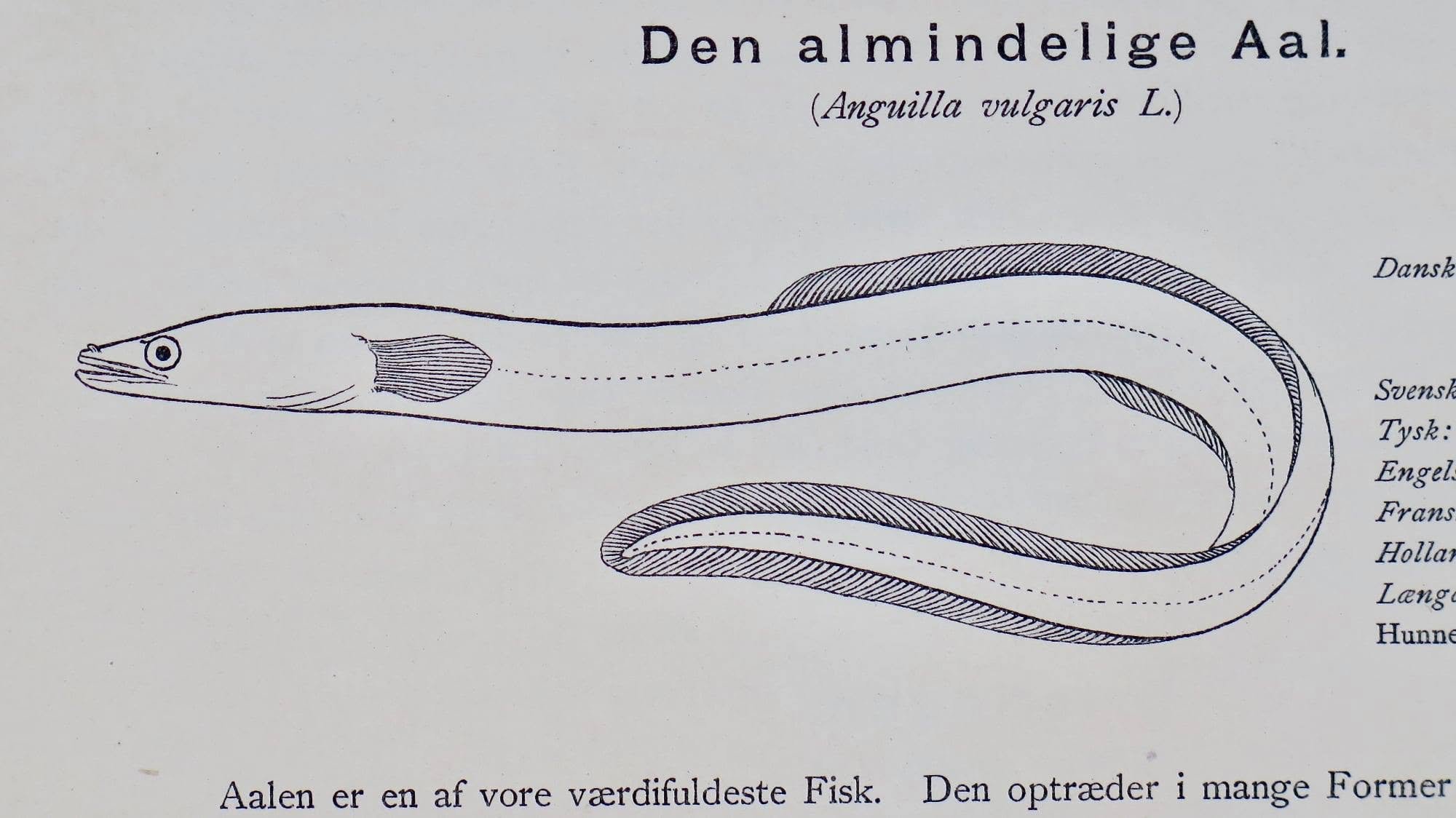 Illustration af historisk ålefangst med ruser og ålegårde i Lillebælt.