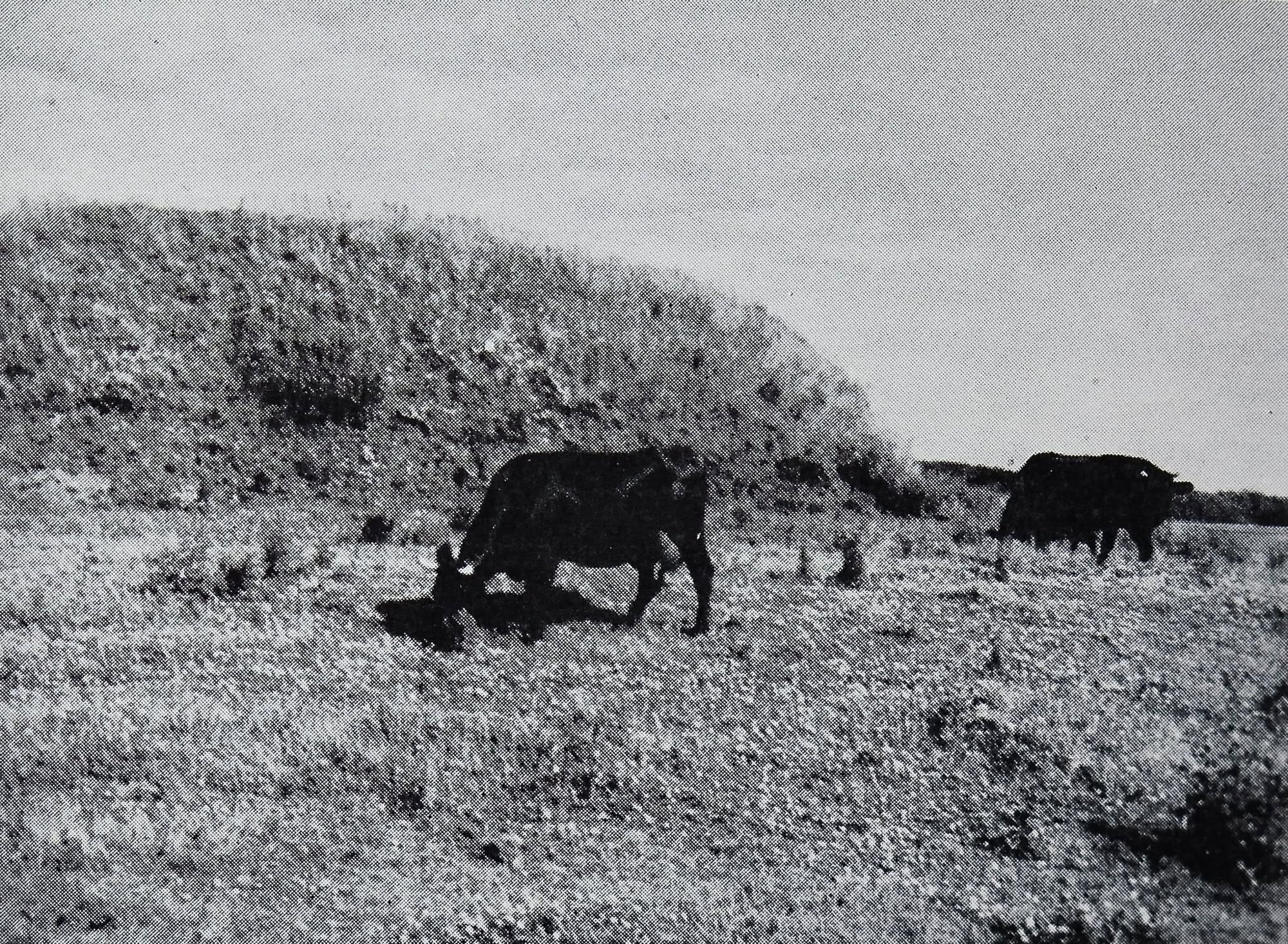 Ruinerne af Hønborg borgbanke fotograferet omkring 1960.